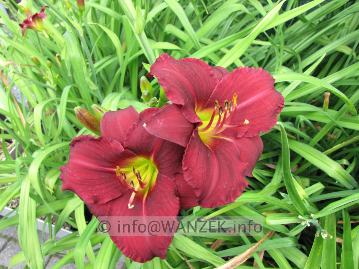 Hemerocallis Pardon Me 1.JPG